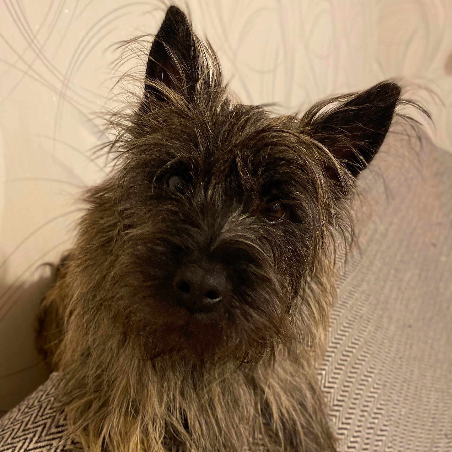 Uxy participe au concours pour gagner de l'argent avec cette photo : affenpinscher, animal, canine, dog, pet, puppy, terrier