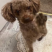 Buster is registered to the contest to win money with this photo: dog, curly_fur, paw, brown, indoor, rug, wooden_floor, pet, cute, animal, mammal, looking_up, small_dog, furry, flooring, carpet, domestic_animal, canine, dog_face, raised_paw