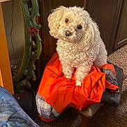 Charley joined the competition — help win amazing prizes! dog, white_dog, curly_fur, pet, indoor, clothing, orange_jacket, bench, carpet, wooden_cabinet, mirror, decor, curious, cute, small_dog, fur, sitting, head_tilt, domestic, cozy