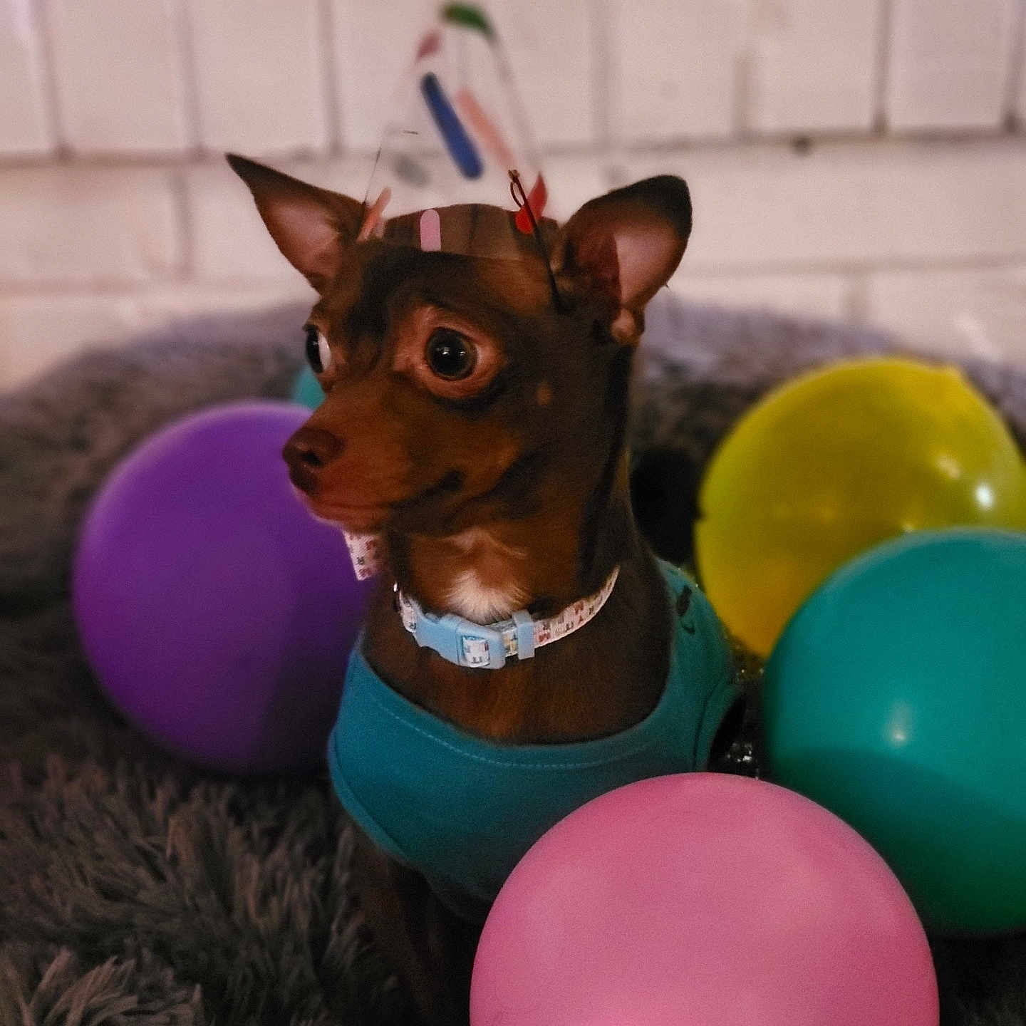 Roxy is registered to the contest to win money with this photo: accessories, animal, architecture, ball, balloon, canine, chihuahua, dog, face, head, person, pet, photography, portrait, puppy, purple, sphere, sport, tennis, tennisball