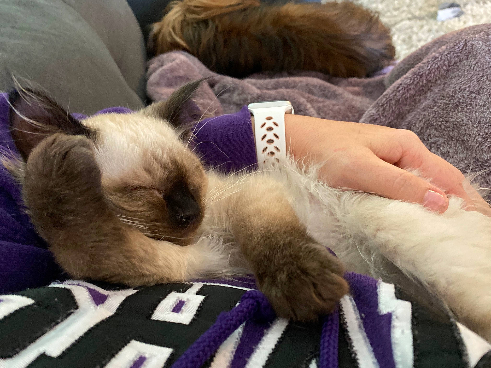 Fitz joined the competition — help win amazing prizes! carnivore, cat, comfort, companion_dog, dog_breed, domestic_short_haired_cat, fawn, felidae, foot, fur, human_leg, lap, nail, paw, siamese, small_to_medium_sized_cats, snout, thai, whiskers, wrist