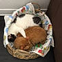 Alex Rodriguez joined the competition — help win amazing prizes! cat, cats, basket, wicker_basket, orange_cat, white_cat, black_spots, sleeping, snuggling, cozy, pet, animal, indoor, feline, cute, resting, blanket, patterned_cloth, home, companion