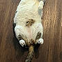 Alex Rodriguez is registered to the contest to win money with this photo: cat, feline, pet, animal, lying_down, fluffy, white_fur, tabby_tail, wooden_floor, indoor, cute, relaxed, paws, whiskers, fur_pattern, domestic_cat, resting, sideways_gaze, cozy, playful