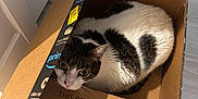 Alex Rodriguez joined the competition — help win amazing prizes! cat, cardboard_box, indoor, pet, animal, curious, feline, white, black, striped, floor, box, eco_friendly, text, container, looking_up, whiskers, cute, domestic, alert