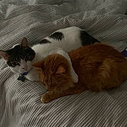Marty Rodriguez joined the competition — help win amazing prizes! cat, cats, bed, blanket, striped, feline, pet, snuggling, cozy, orange_cat, white_cat, black_and_white_cat, indoor, sleepy, paw, fur, domestic_animal, resting, comfort, animal