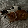 cat, cats, bed, blanket, striped, feline, pet, snuggling, cozy, orange_cat, white_cat, black_and_white_cat, indoor, sleepy, paw, fur, domestic_animal, resting, comfort, animal