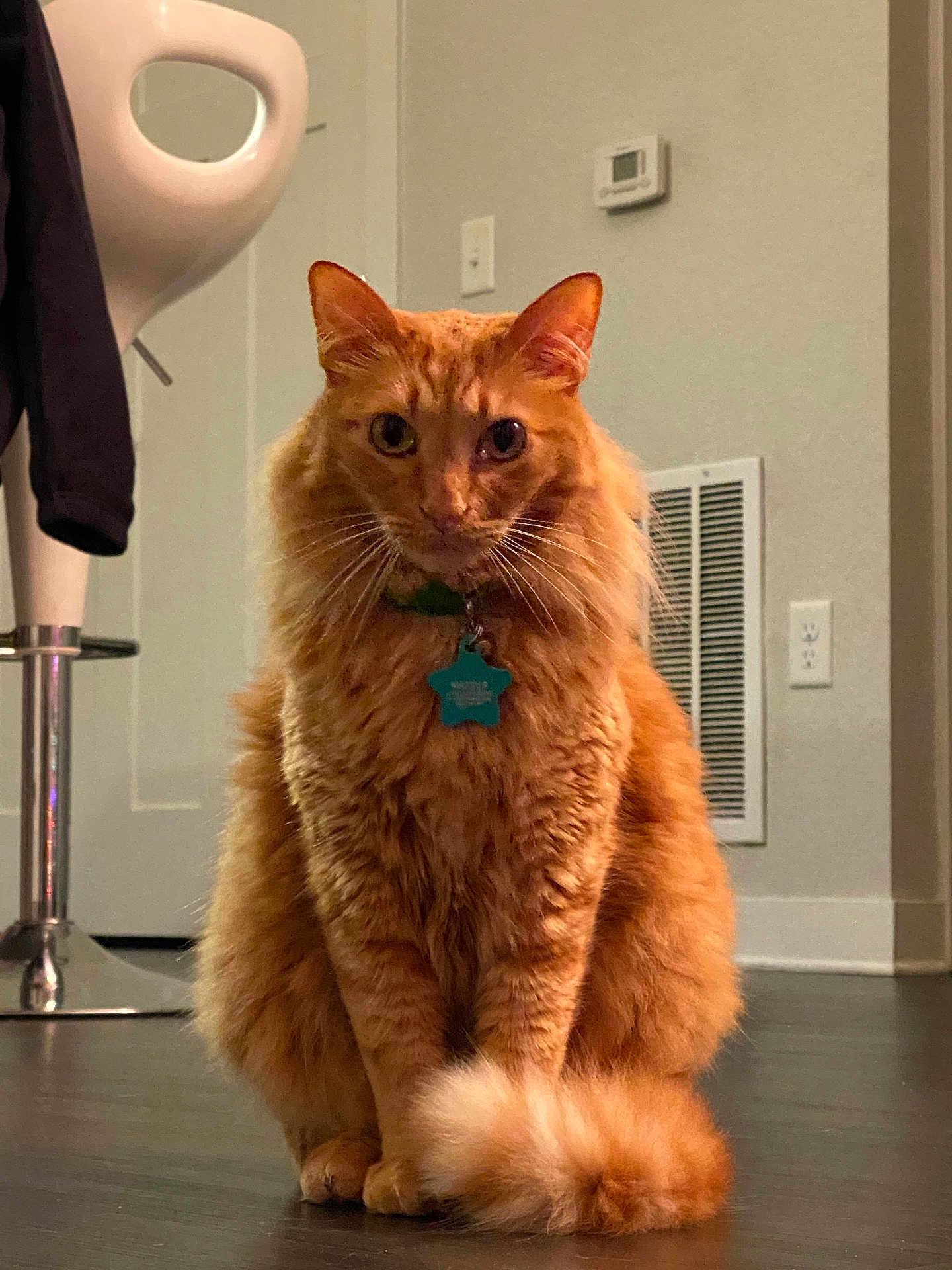 Marty Rodriguez joined the competition — help win amazing prizes! cat, orange_tabby, pet, indoor, floor, collar, tag, tail, sitting, feline, fur, whiskers, ears, household, chair, vent, wood_floor, looking, domestic_animal, cute