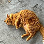 Marty Rodriguez is registered to the contest to win money with this photo: cat, orange_tabby, fluffy_fur, lying_down, concrete_floor, outdoor, pet, relaxed, whiskers, tail, paws, animal, cute, feline, domestic_cat, fur_texture, side_view, resting, alert, daylight