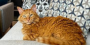 Marty Rodriguez is registered to the contest to win money with this photo: cat, ginger_cat, feline, pet, indoor, couch, sofa, pillows, patterned_pillows, living_room, home, furniture, relaxing, orange_fur, fluffy, domestic_cat, resting, cozy, household, comfort