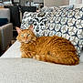 cat, ginger_cat, feline, pet, indoor, couch, sofa, pillows, patterned_pillows, living_room, home, furniture, relaxing, orange_fur, fluffy, domestic_cat, resting, cozy, household, comfort