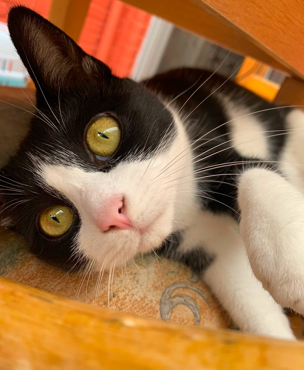 Mily participe au concours pour gagner de l'argent avec cette photo : carnivore, cat, claw, comfort, domestic_short_haired_cat, ear, eye, eyelash, felidae, foot, fur, hair, head, human_body, nose, paw, small_to_medium_sized_cats, snout, whiskers, wood