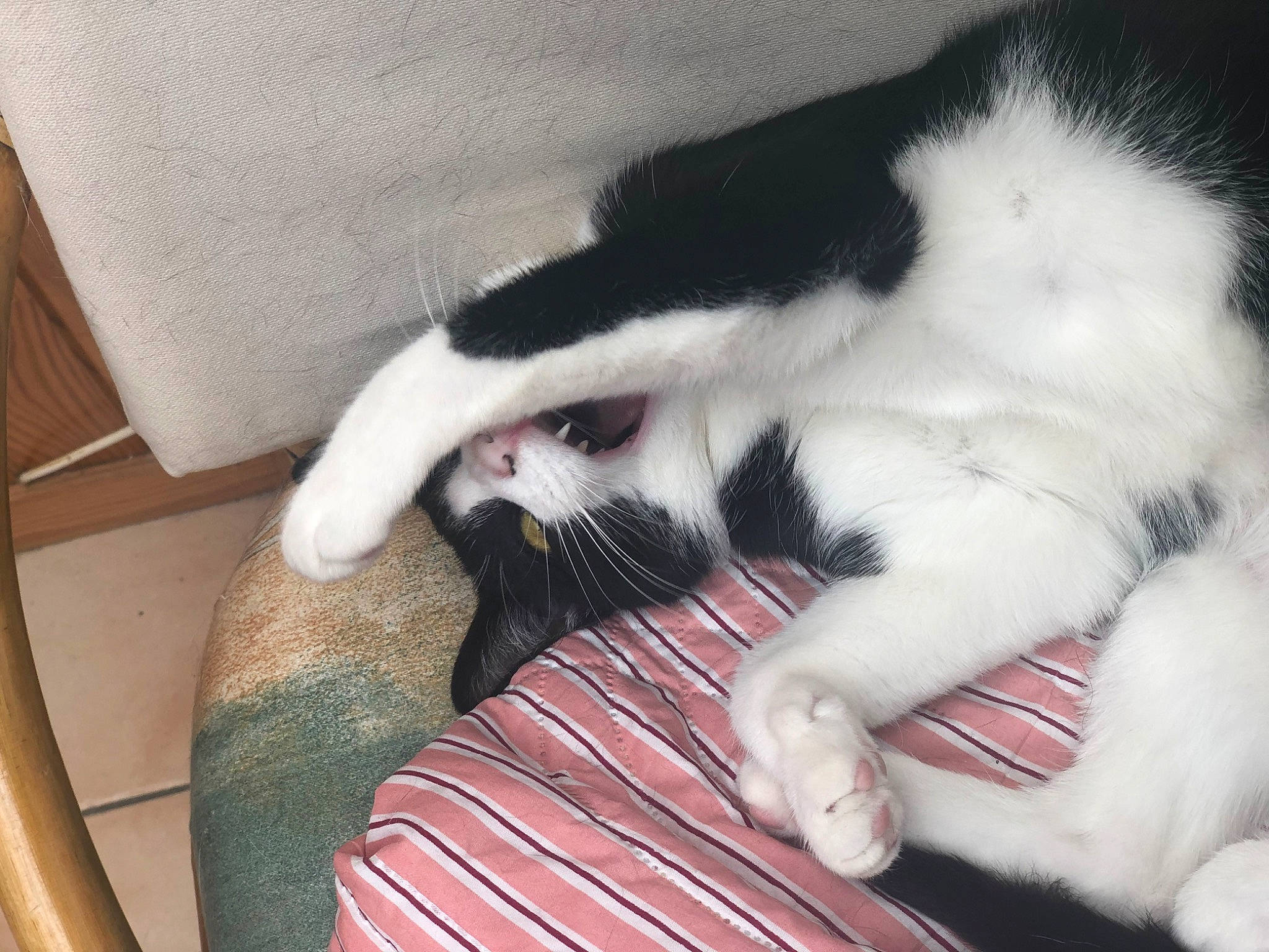 Mily a rejoint le concours — aidez-le/la à gagner de superbes lots ! canidae, carnivore, cat, cat_supply, claw, comfort, companion_dog, dog_breed, domestic_short_haired_cat, felidae, fur, nail, nap, paw, sleep, small_to_medium_sized_cats, snout, sporting_group, tail, whiskers