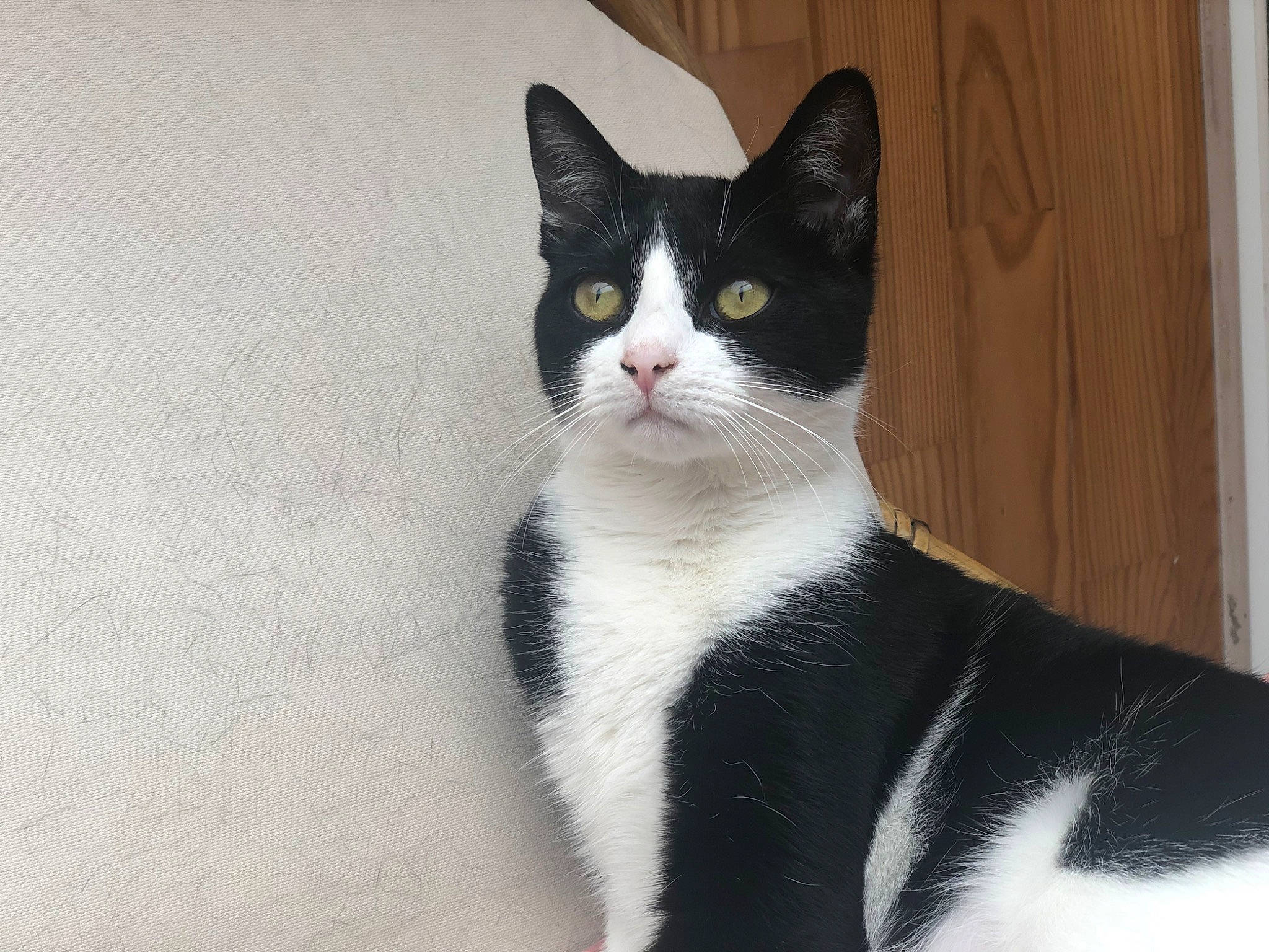 Mily participe au concours pour gagner de l'argent avec cette photo : carnivore, cat, domestic_short_haired_cat, felidae, formal_wear, fur, grey, monochrome_photography, paw, sitting, small_to_medium_sized_cats, snout, tail, terrestrial_animal, whiskers, window