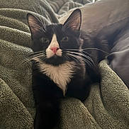 Burger joined the competition — help win amazing prizes! cat, tuxedo_cat, black_and_white, whiskers, pink_nose, blanket, soft_texture, indoor, pet, feline, comfort, relaxing, curious, close_up, portrait, cozy, fur, animal, domestic_cat, resting
