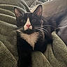 cat, tuxedo_cat, black_and_white, whiskers, pink_nose, blanket, soft_texture, indoor, pet, feline, comfort, relaxing, curious, close_up, portrait, cozy, fur, animal, domestic_cat, resting