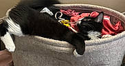 Burger is registered to the contest to win money with this photo: cat, laundry_basket, clothes, black_and_white, indoor, relaxed, feline, pet, fluffy, whiskers, tail, paw, household, resting, cozy, domestic, curled_up, fur, sleepy, companion