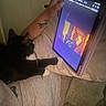 cat, tablet, person, hand, tattoo, couch, pillow, video_call, screen, black_cat, white_paws, indoor, technology, relaxation, watching, feline, curious, digital_screen, casual, home