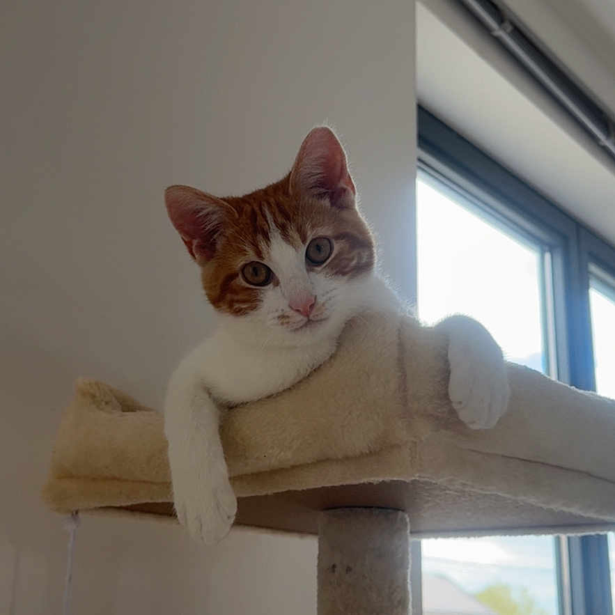 Rubis a rejoint le concours — aidez-le/la à gagner de superbes lots ! cat, orange_cat, white_cat, cat_tree, indoor, window, daylight, pet, relaxed, feline, animal, paws, looking, curious, resting, home, furniture, toy, hanging_ball, light