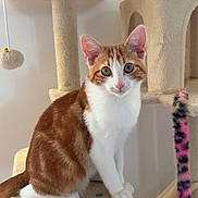 Rubis participe au concours pour gagner de l'argent avec cette photo : cat, orange_cat, white_cat, cat_tree, pet, indoor, feline, animal, cute, sitting, curious, toy, plush, fur, whiskers, ears, tail, claws, looking, home