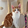 cat, orange_cat, white_cat, cat_tree, pet, indoor, feline, animal, cute, sitting, curious, toy, plush, fur, whiskers, ears, tail, claws, looking, home