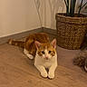 cat, orange_cat, white_cat, pet, floor, wood_floor, plant, potted_plant, basket, indoor, animal, relaxed, curious, shadow, wall, home, cozy, domestic_cat, feline, looking