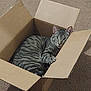 cat, tabby, cardboard_box, pet, animal, feline, claw, carpet, indoor, cute, curious, cozy, paw, striped, resting, playful, one_eye_open, box_love, hiding, pet_behavior