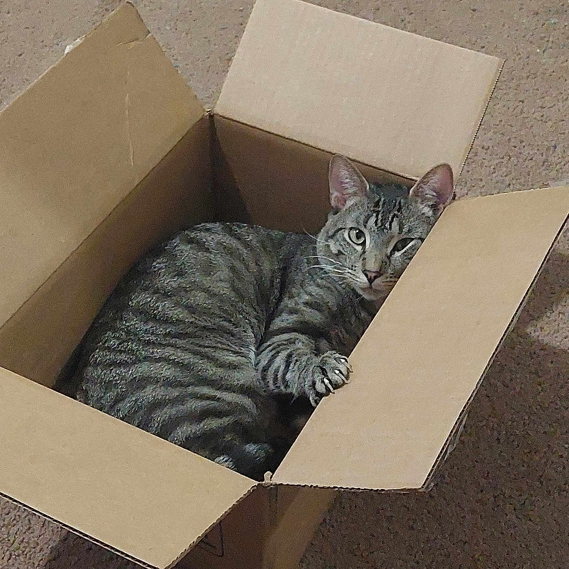 Casper joined the competition — help win amazing prizes! cat, tabby, cardboard_box, pet, animal, feline, claw, carpet, indoor, cute, curious, cozy, paw, striped, resting, playful, one_eye_open, box_love, hiding, pet_behavior