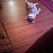 Ollie joined the competition — help win amazing prizes! dog, canine, pet, animal, lying_down, belly_up, playful, relaxed, happy, open_mouth, floppy_ears, collar, wooden_floor, indoor, home, rug, crate, furniture, portrait, funny