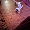 dog, canine, pet, animal, lying_down, belly_up, playful, relaxed, happy, open_mouth, floppy_ears, collar, wooden_floor, indoor, home, rug, crate, furniture, portrait, funny