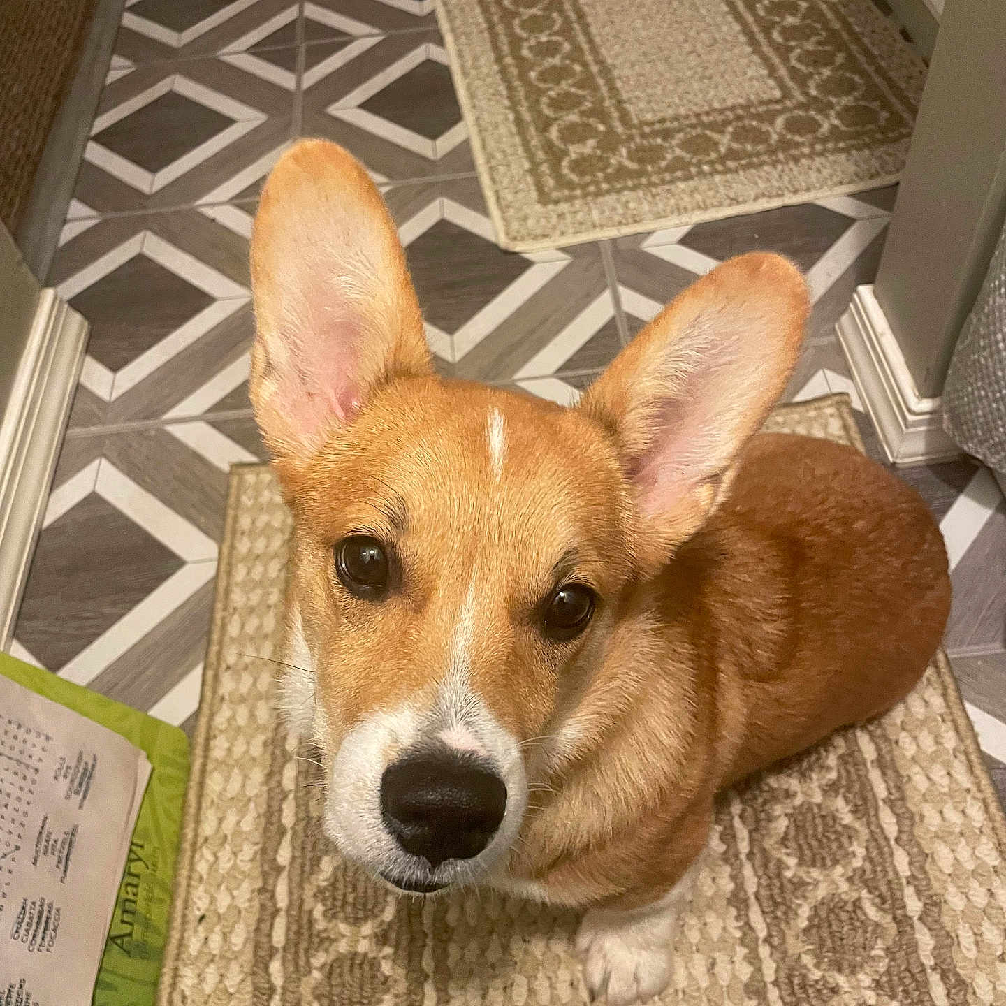 Ollie is registered to the contest to win money with this photo: corgi, dog, pet, animal, portrait, indoors, home, rug, tile_floor, geometric_pattern, large_ears, brown_and_white, sitting, looking_at_camera, close_up, cute, flash_photography, floor, carpet, household