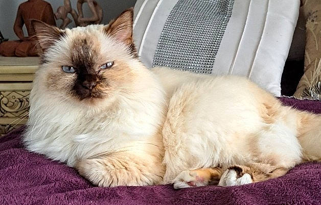 Mia joined the competition — help win amazing prizes! balinese, birman, carnivore, cat, claw, comfort, fawn, felidae, fur, paw, ragdoll, siamese, small_to_medium_sized_cats, snout, tail, terrestrial_animal, thai, whiskers