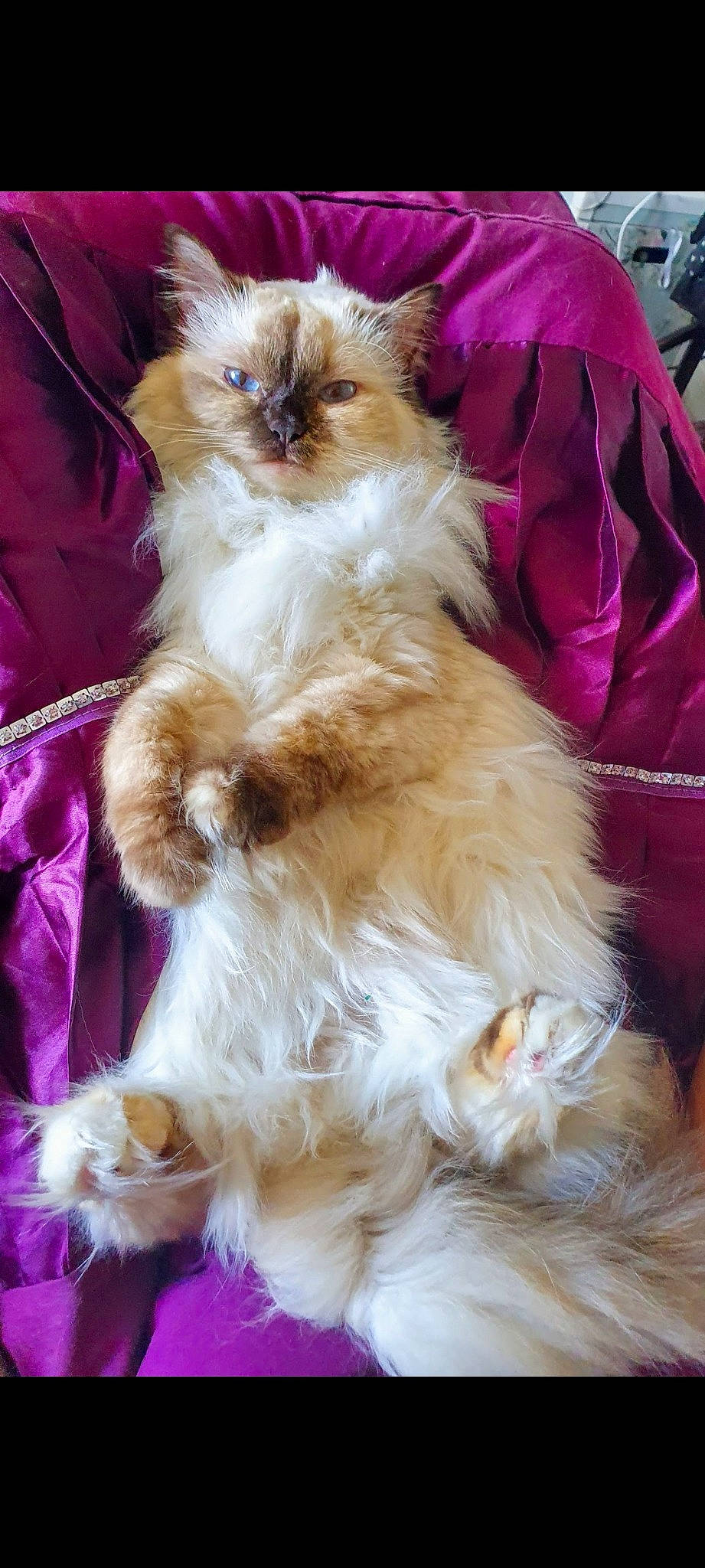 Mia joined the competition — help win amazing prizes! balinese, canidae, carnivore, cat, claw, companion_dog, dog_breed, fawn, felidae, fur, magenta, ragdoll, siamese, small_to_medium_sized_cats, snout, sporting_group, tail, toy, toy_dog, whiskers