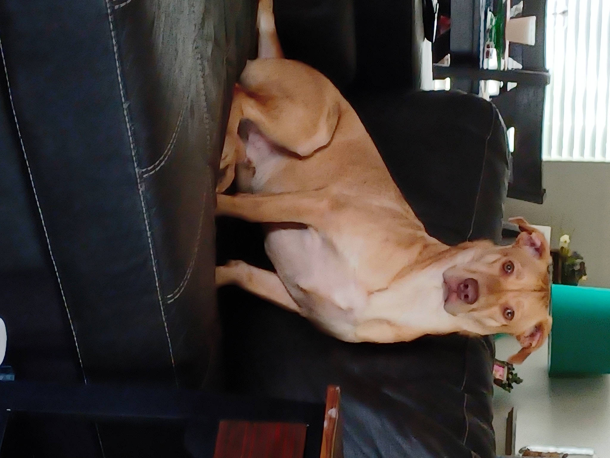 Manor'D Alvarado joined the competition — help win amazing prizes! abdomen, barechested, canidae, carnivore, chest, comfort, companion_dog, dog, dog_breed, elbow, fawn, flesh, human_leg, knee, room, sporting_group, thigh, trunk, working_animal, wrist