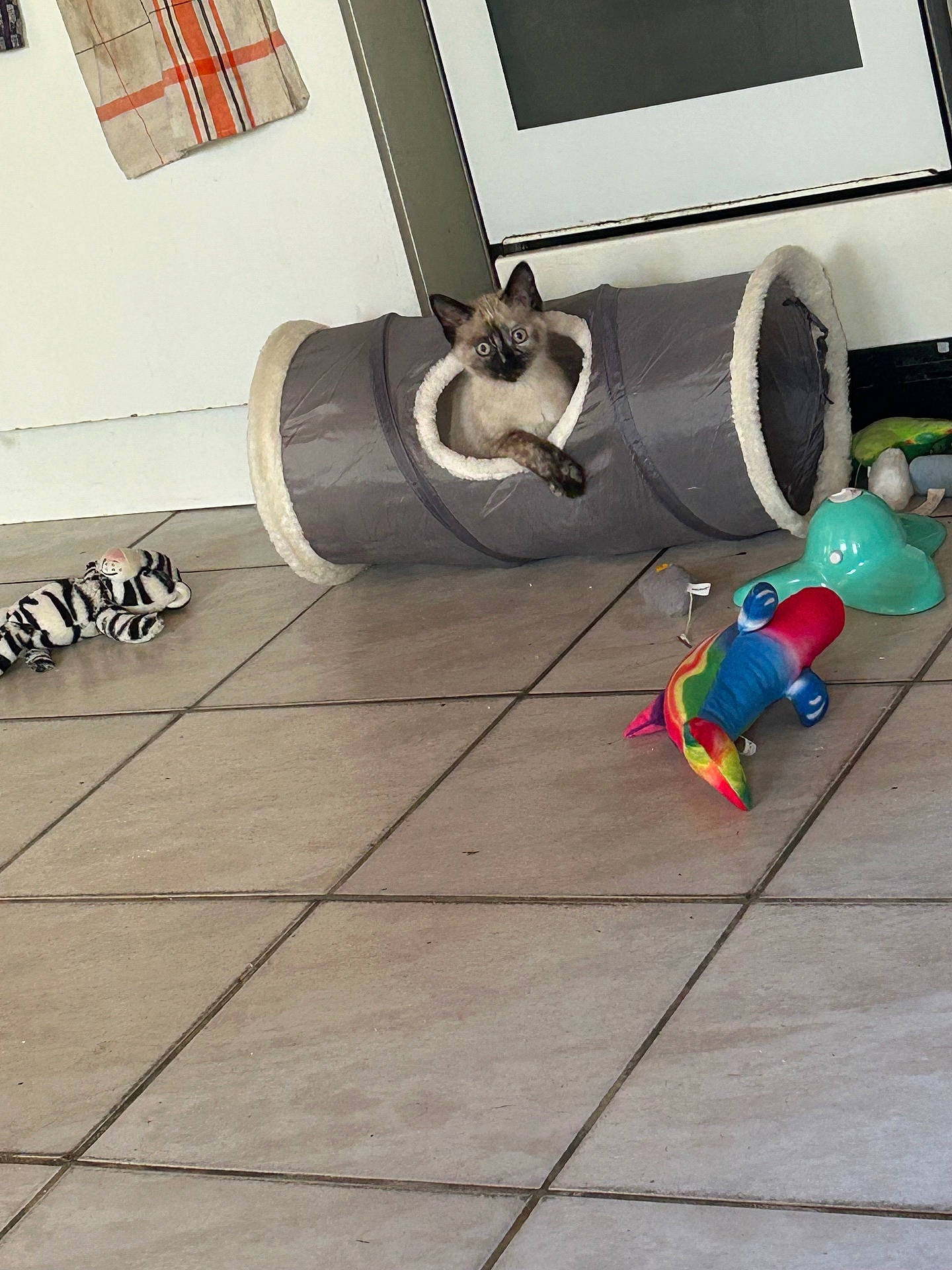 Téka a rejoint le concours — aidez-le/la à gagner de superbes lots ! animal, canine, cat, clothing, dog, footwear, indoors, kitten, manx, pet, plant, pottedplant, pug, puppy, shoe, siamese, tape, tile, toy, wood