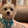 Chico is registered to the contest to win money with this photo: dog, small_dog, pet, blue_harness, indoor, couch, window_blinds, furry, cute, animal, companion, domestic, canine, closeup, face, ears, sitting, looking, cozy, home
