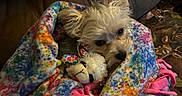 Chico is registered to the contest to win money with this photo: dog, blanket, plush_toy, fleece, colorful, cozy, cute, pet, indoor, resting, couch, fur, small_dog, snuggled, wrapped, ears, toy, soft, animal, comfortable