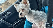 Chico is registered to the contest to win money with this photo: beige_blanket, blue_blanket, calm, car_interior, car_seat, clouds, companion, cozy, dog, door_handle, furry_pet, outdoor_view, pet_seat, road_trip, scruffy, seatbelt, sky, thoughtful, white_dog, window