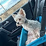 Chico is registered to the contest to win money with this photo: dog, white_dog, pet_seat, car_interior, seatbelt, window, outdoor_view, sky, clouds, door_handle, furry_pet, companion, road_trip, thoughtful, calm, cozy, car_seat, blue_blanket, beige_blanket, scruffy