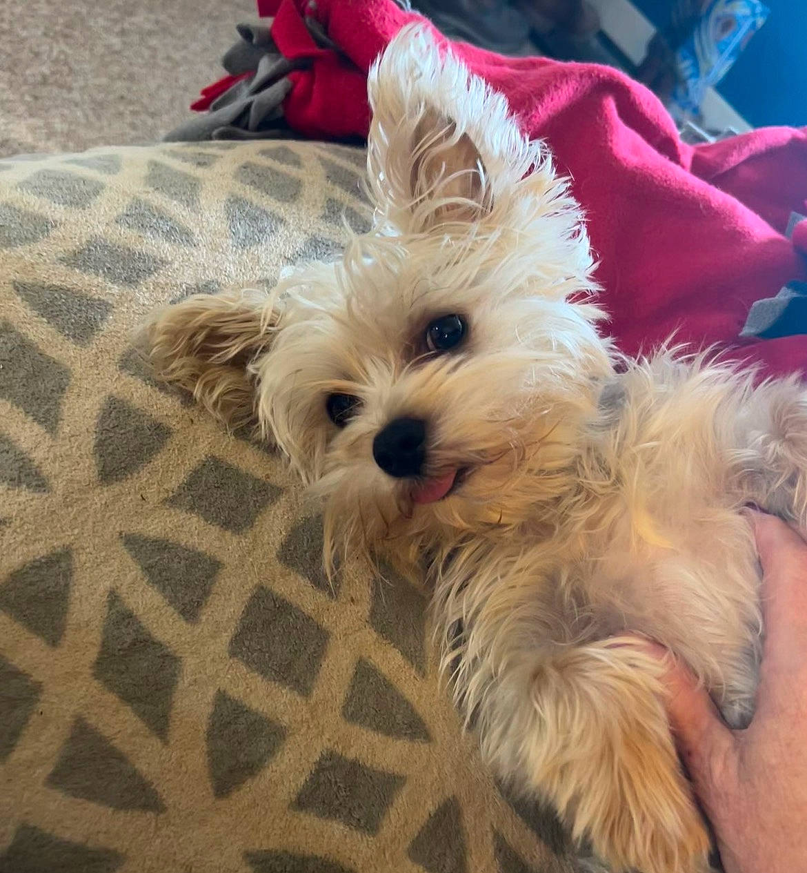 Chico