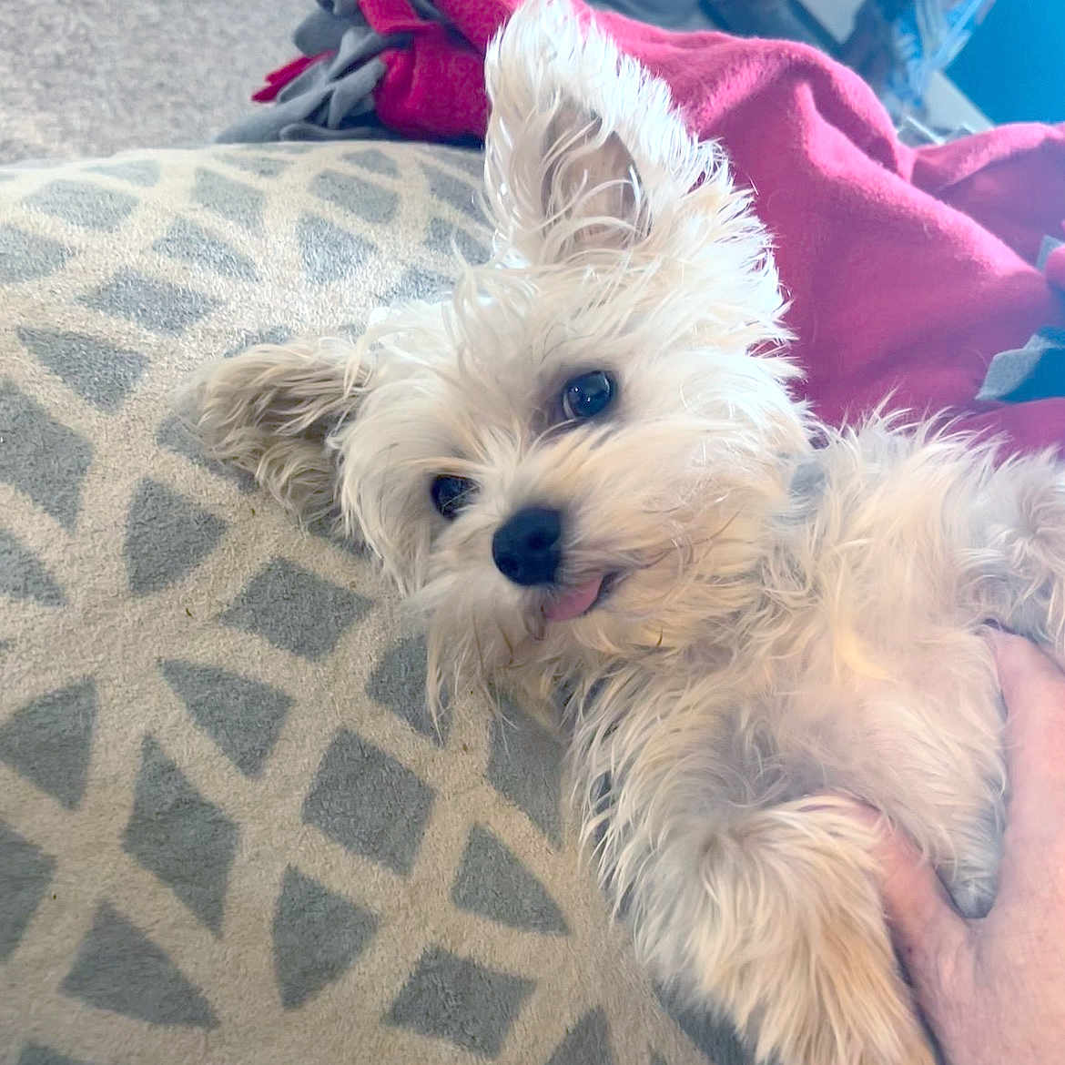 Chico