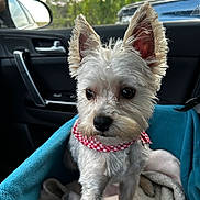 Chico joined the competition — help win amazing prizes! dog, pet, car_interior, blue_carrier, bandana, red_checkered, fur, ears, eyes, blanket, seatbelt, window, side_mirror, door_handle, nature_outside, trees, sunlight, cozy, animal, portrait