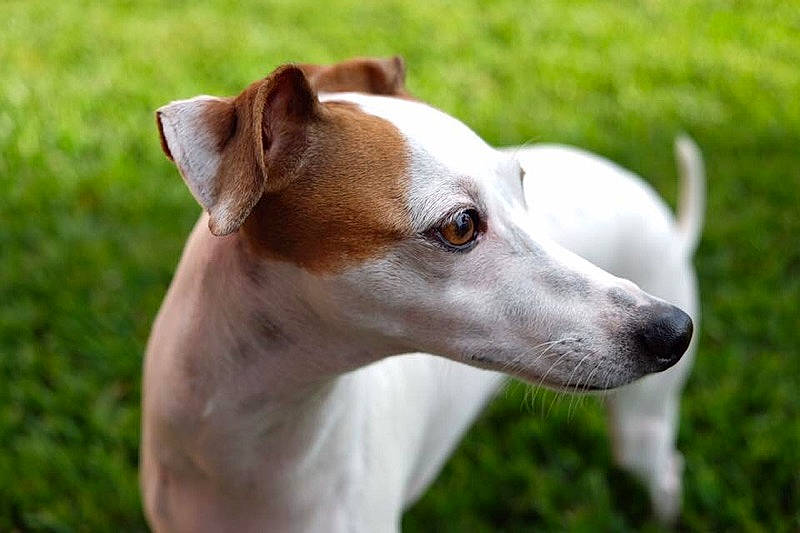 Caesar joined the competition — help win amazing prizes! ancient_dog_breeds, canidae, carnivore, companion_dog, dog, dog_breed, fawn, feist, ibizan_hound, magyar_agar, mammal, miniature_fox_terrier, rare_breed_dog, russell_terrier, snout, tenterfield_terrier, vertebrate, whippet, whiskers