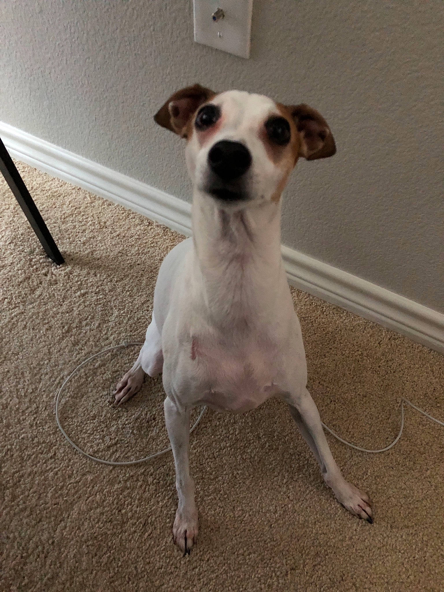 Caesar joined the competition — help win amazing prizes! canidae, carnivore, companion_dog, dog, dog_breed, fawn, feist, jack_russell_terrier, mammal, parson_russell_terrier, rare_breed_dog, russell_terrier, snout, vertebrate