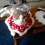 Charlie is registered to the contest to win money with this photo: blue_rug, cat, coffee_table, crocheted_doylie, curious, feline, festive_collar, fur, gray_cat, indoor, lamp, living_room, pet, red_collar, relaxed, remote_control, snowflake_pattern, whiskers, white_cat, wooden_table