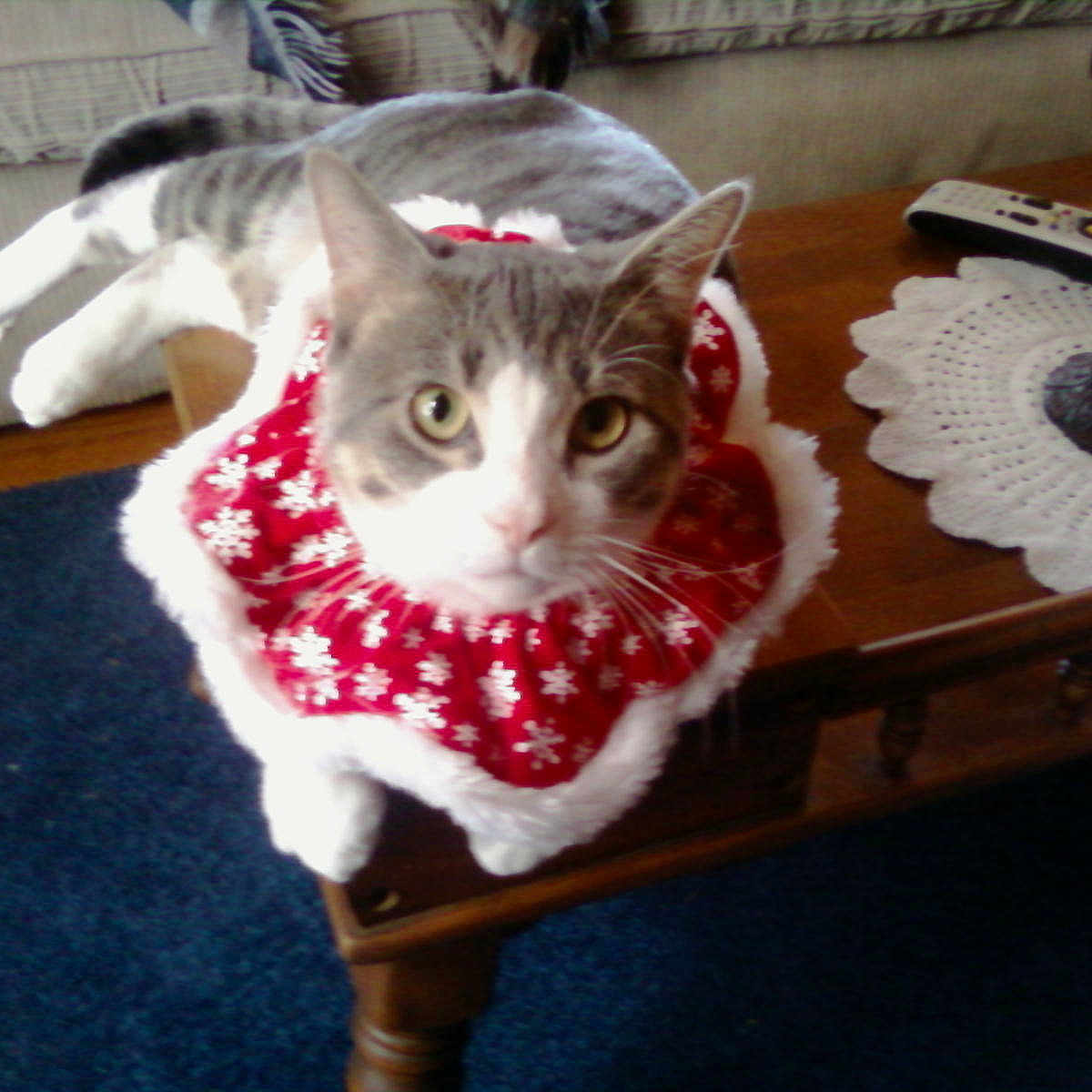 Charlie is registered to the contest to win money with this photo: blue_rug, cat, coffee_table, crocheted_doylie, curious, feline, festive_collar, fur, gray_cat, indoor, lamp, living_room, pet, red_collar, relaxed, remote_control, snowflake_pattern, whiskers, white_cat, wooden_table