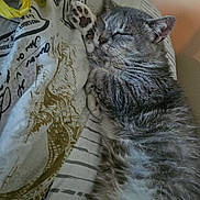 Dimples is registered to the contest to win money with this photo: cat, sleeping, gray_tabby, paw, bedspread, indoor, cozy, feline, pet, resting, cute, fur, whiskers, relaxed, animal, domestic_cat, soft, closeup, peaceful, nap