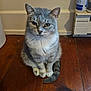 Dimples is registered to the contest to win money with this photo: cat, gray_cat, white_fur, sitting, wooden_floor, indoor, pet, animal, feline, fur, ears, tail, whiskers, eyes, household, floorboards, wall, domestic, calm, looking