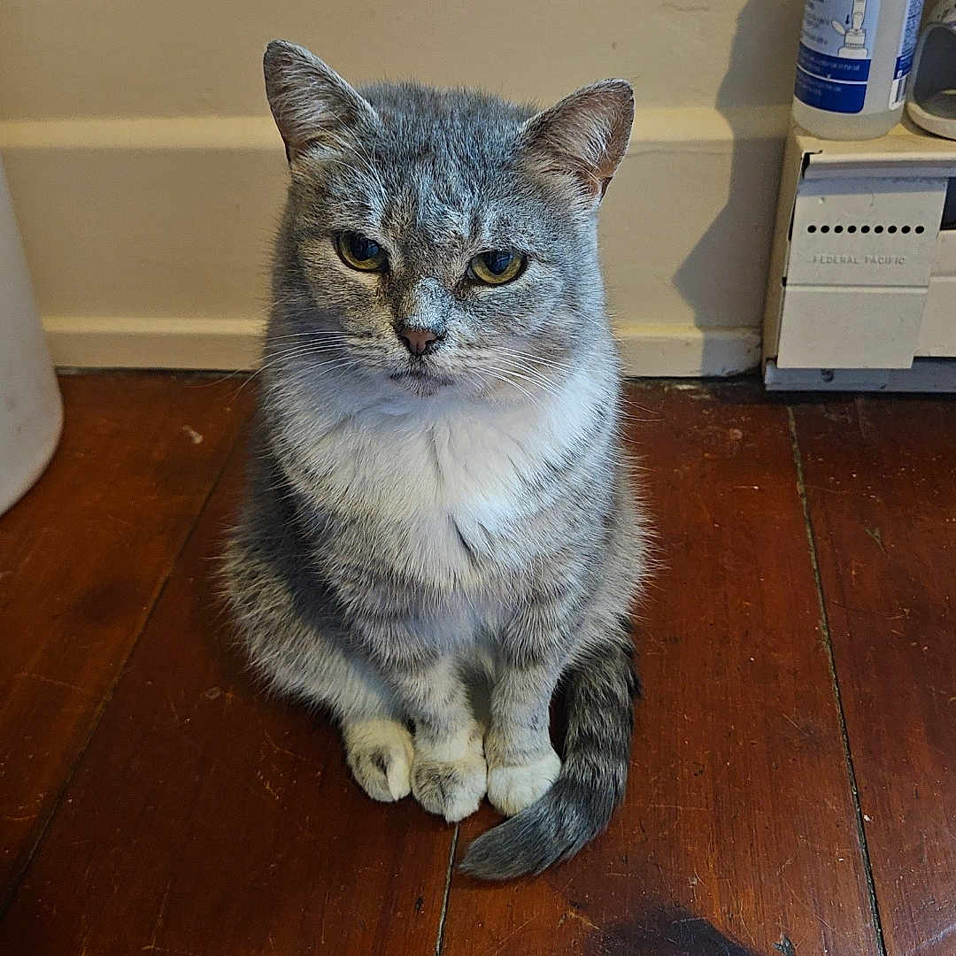 Dimples is registered to the contest to win money with this photo: animal, calm, cat, domestic, ears, eyes, feline, floorboards, fur, gray_cat, household, indoor, looking, pet, sitting, tail, wall, whiskers, white_fur, wooden_floor