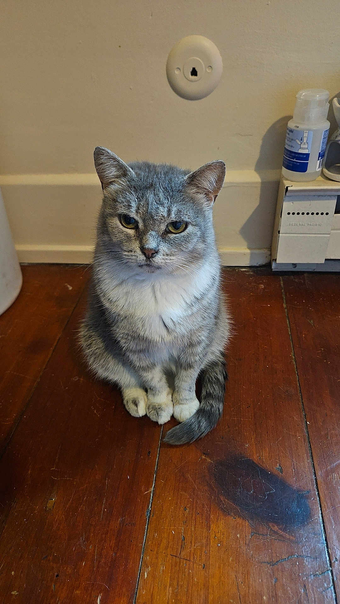 Dimples is registered to the contest to win money with this photo: cat, gray_cat, white_fur, sitting, wooden_floor, indoor, pet, animal, feline, fur, ears, tail, whiskers, eyes, household, floorboards, wall, domestic, calm, looking