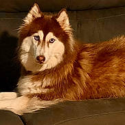 Luna joined the competition — help win amazing prizes! dog, husky, couch, pumpkin, autumn, pet, indoor, animal, fur, brown, white, laying_down, decor, cozy, household, domestic, portrait, cute, companion, relaxing